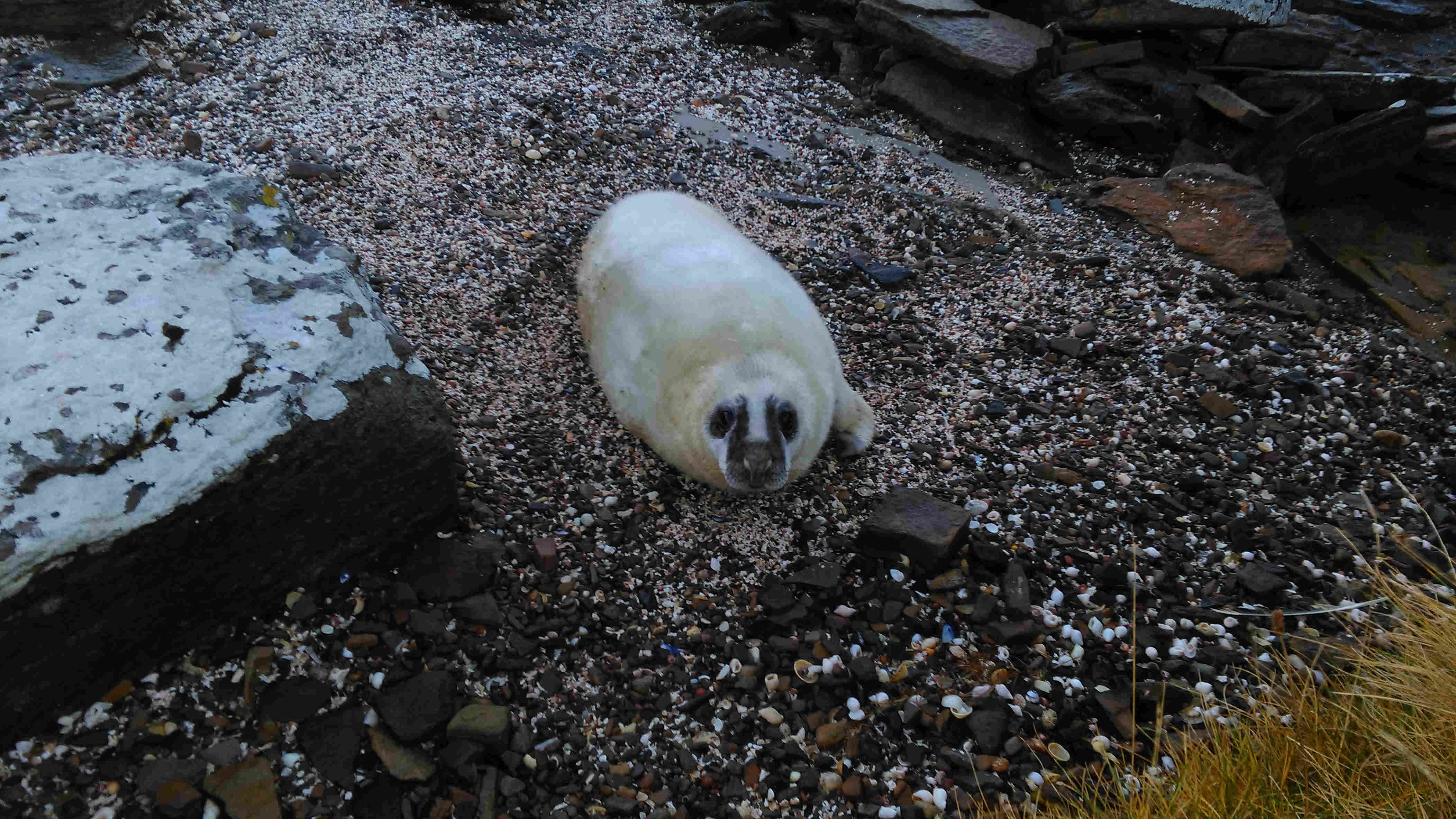 Seal pup, Hoy, Orkney